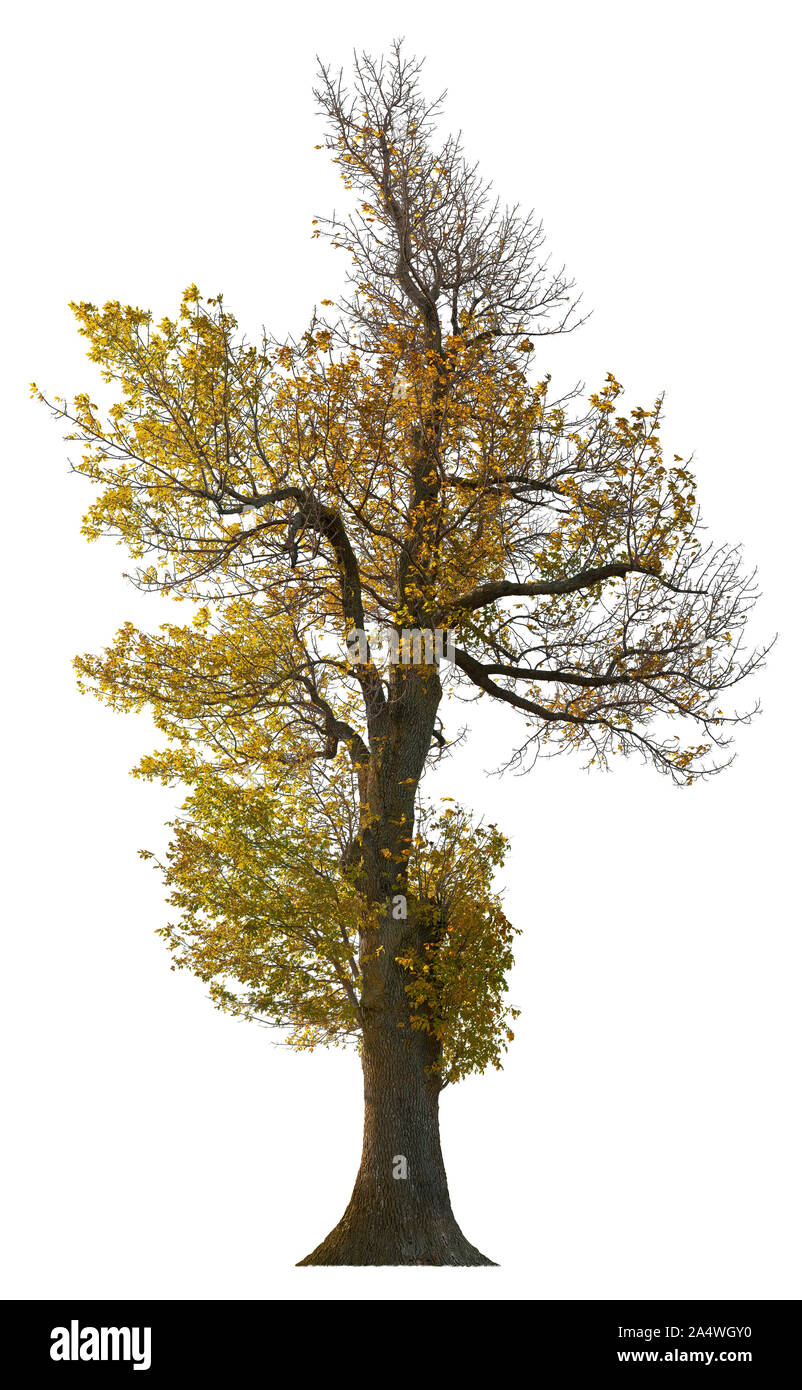 Arbre en automne avec les feuilles colorées. Arbre isolé sur fond blanc. Masque de découpe de haute qualité pour les professionnels de la composition. Banque D'Images