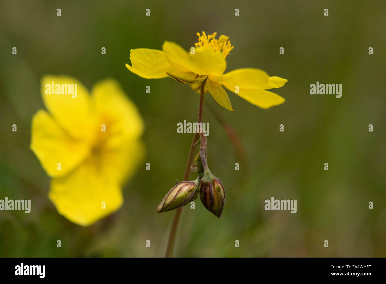 Rock Rose Helianthemum, commune nummularium, Lydden Temple Ewell, Kent Wildlife Trust, Royaume-Uni Banque D'Images