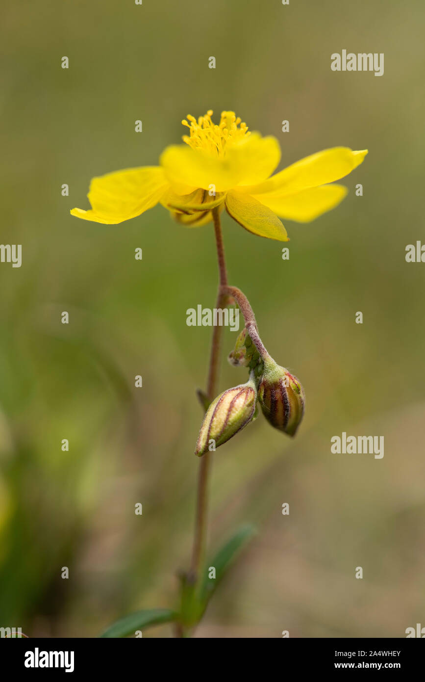 Rock Rose Helianthemum, commune nummularium, Lydden Temple Ewell, Kent Wildlife Trust, Royaume-Uni Banque D'Images
