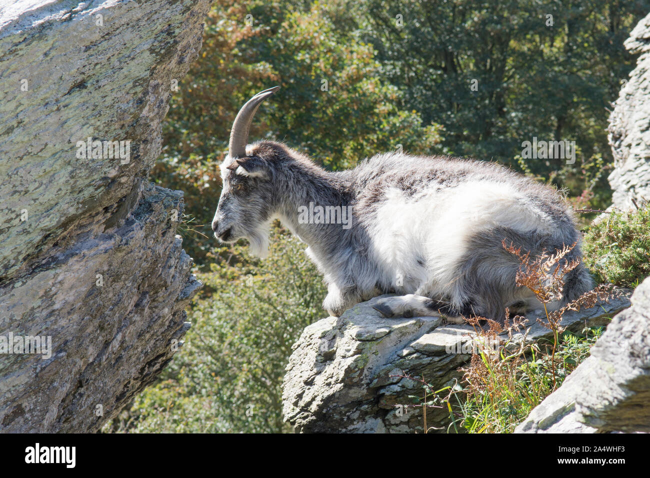 Chèvre sauvage portant sur la roche, barre rocheuse, le repos, dans la Vallée des Roches, Lynton Exmoor, Banque D'Images