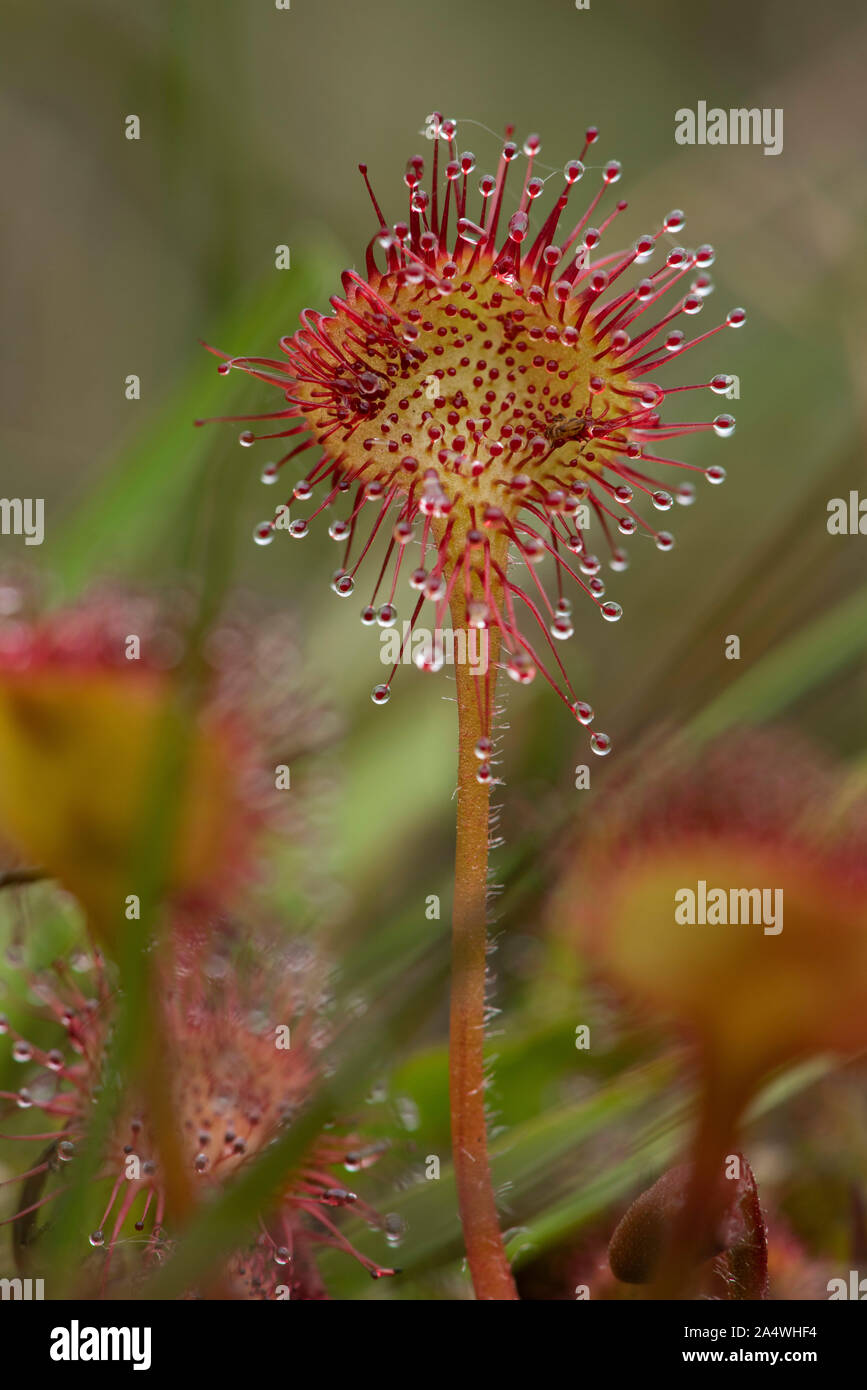 Round leaved sundew Drosera rotundifolia, Hothfield, Landes, Kent UK, plante carnivore, collante, 'Dew' couverts vrilles que tenter sans méfiance dans Banque D'Images