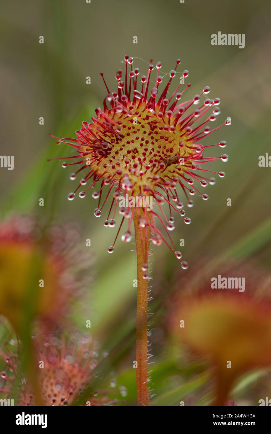 Round leaved sundew Drosera rotundifolia, Hothfield, Landes, Kent UK, plante carnivore, collante, 'Dew' couverts vrilles que tenter sans méfiance dans Banque D'Images