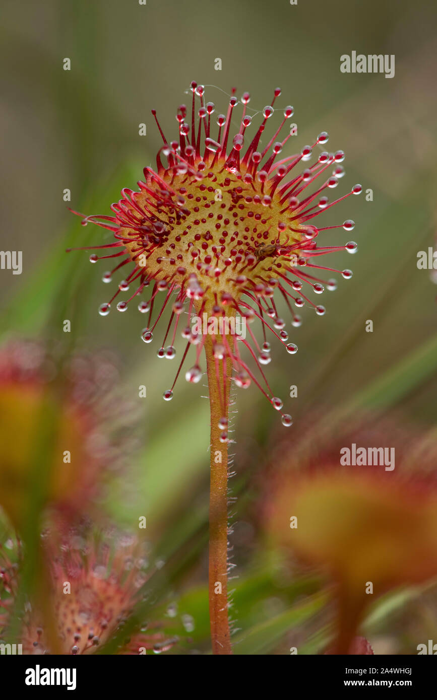 Round leaved sundew Drosera rotundifolia, Hothfield, Landes, Kent UK, plante carnivore, collante, 'Dew' couverts vrilles que tenter sans méfiance dans Banque D'Images
