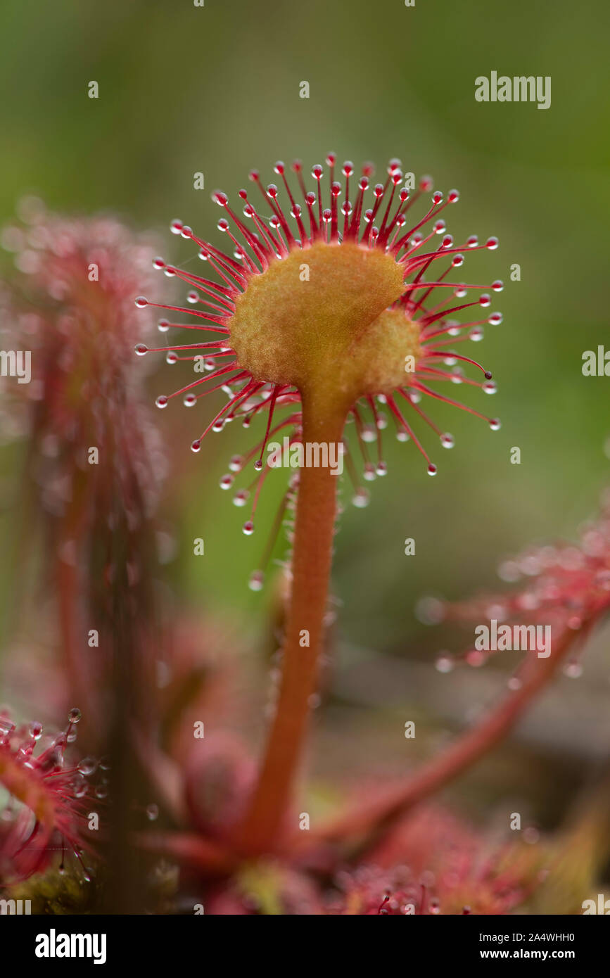 Round leaved sundew Drosera rotundifolia, Hothfield, Landes, Kent UK, plante carnivore, collante, 'Dew' couverts vrilles que tenter sans méfiance dans Banque D'Images