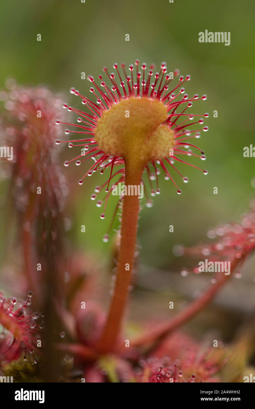 Round leaved sundew Drosera rotundifolia, Hothfield, Landes, Kent UK, plante carnivore, collante, 'Dew' couverts vrilles que tenter sans méfiance dans Banque D'Images