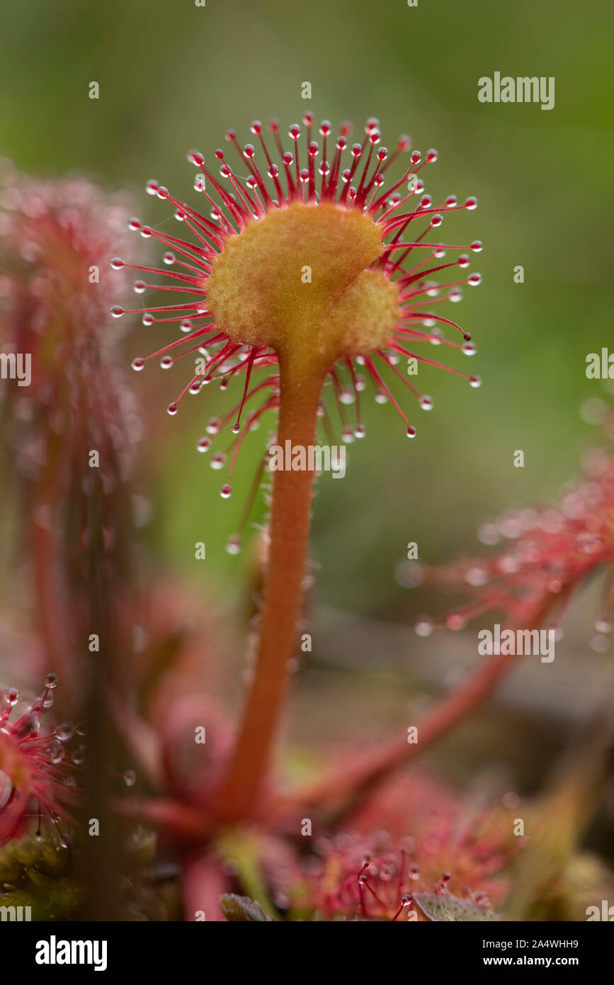 Round leaved sundew Drosera rotundifolia, Hothfield, Landes, Kent UK, plante carnivore, collante, 'Dew' couverts vrilles que tenter sans méfiance dans Banque D'Images