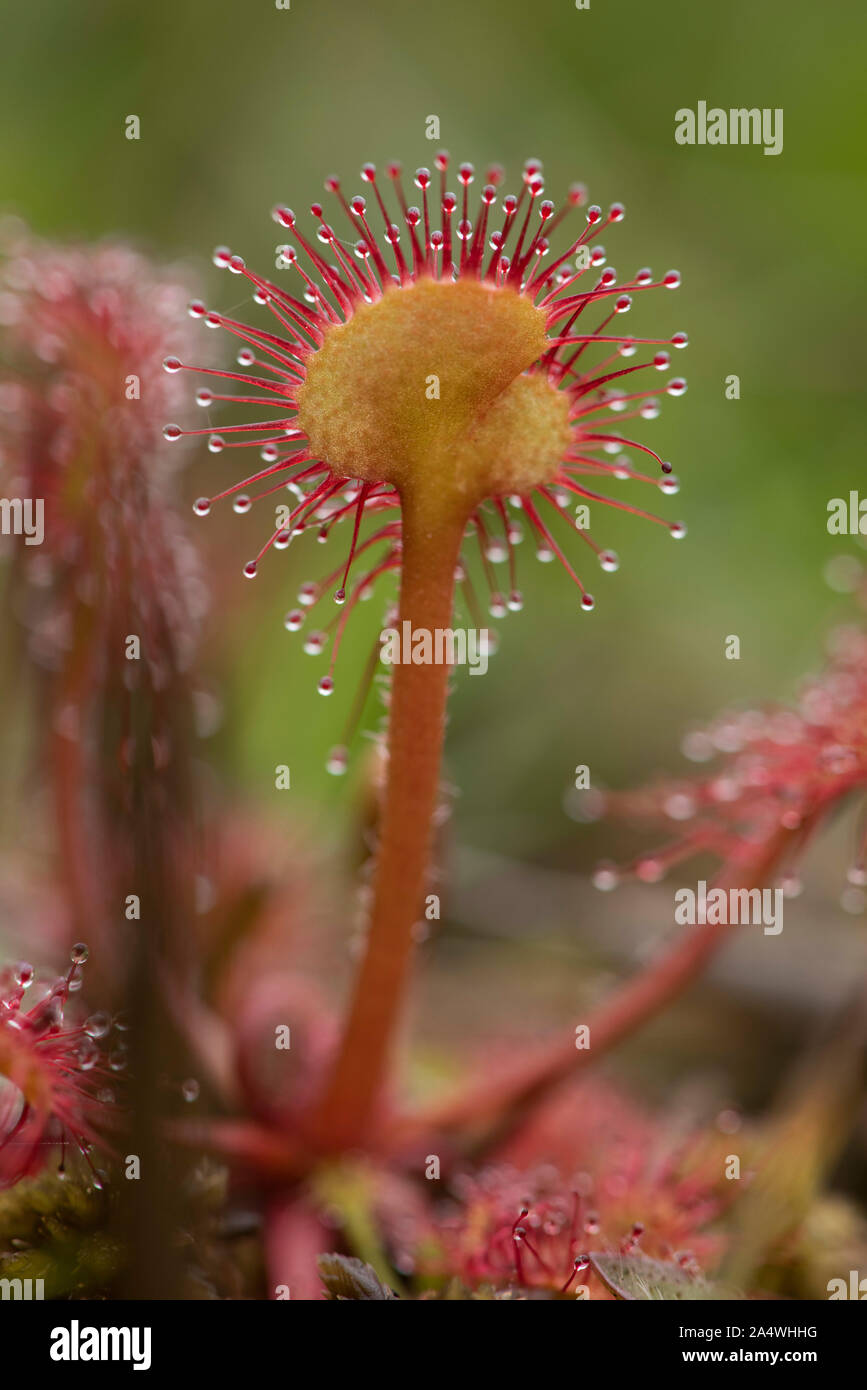 Round leaved sundew Drosera rotundifolia, Hothfield, Landes, Kent UK, plante carnivore, collante, 'Dew' couverts vrilles que tenter sans méfiance dans Banque D'Images