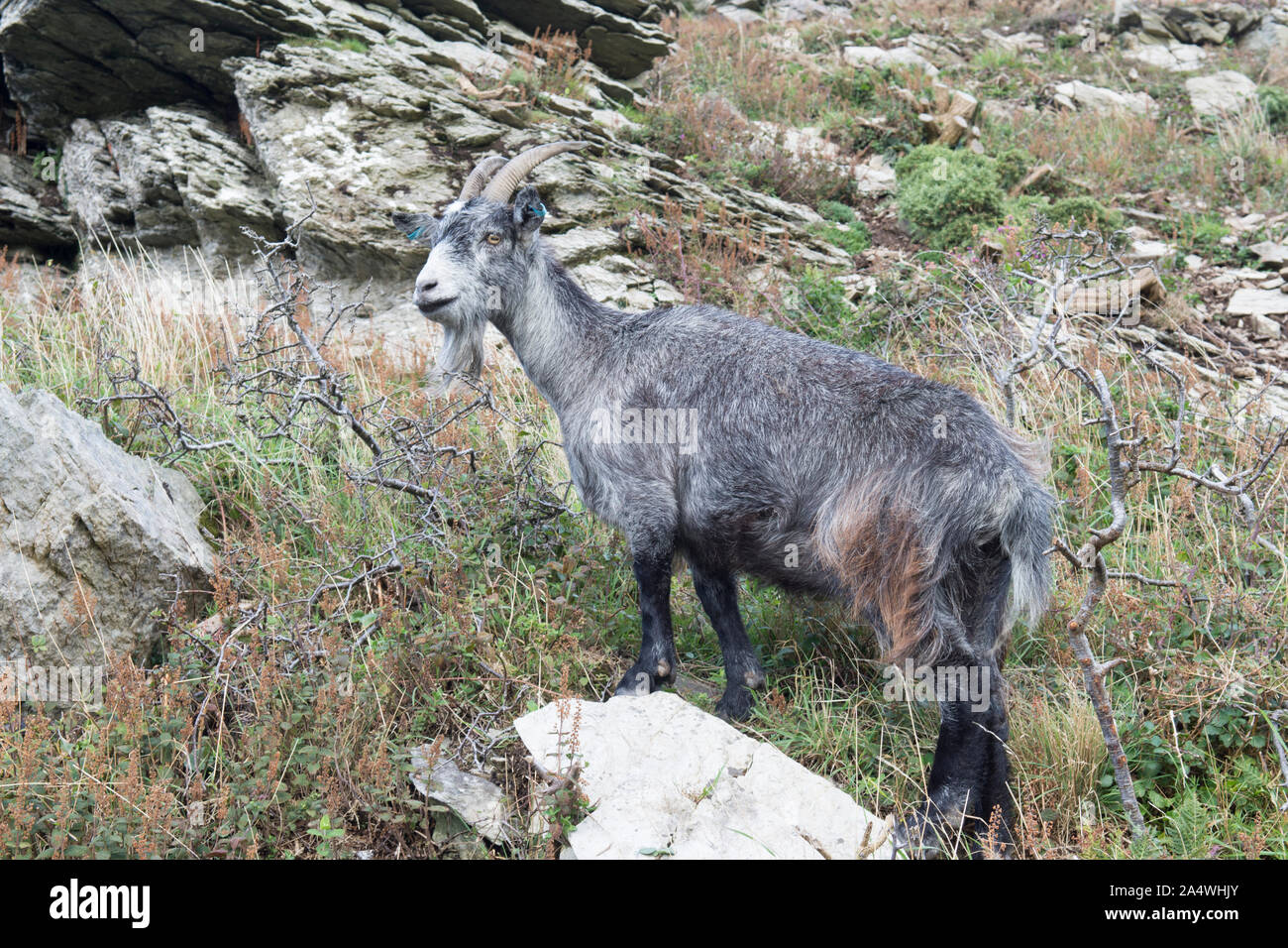 Chèvre sauvage debout dans la Vallée des Roches, Lynton Exmoor, Banque D'Images
