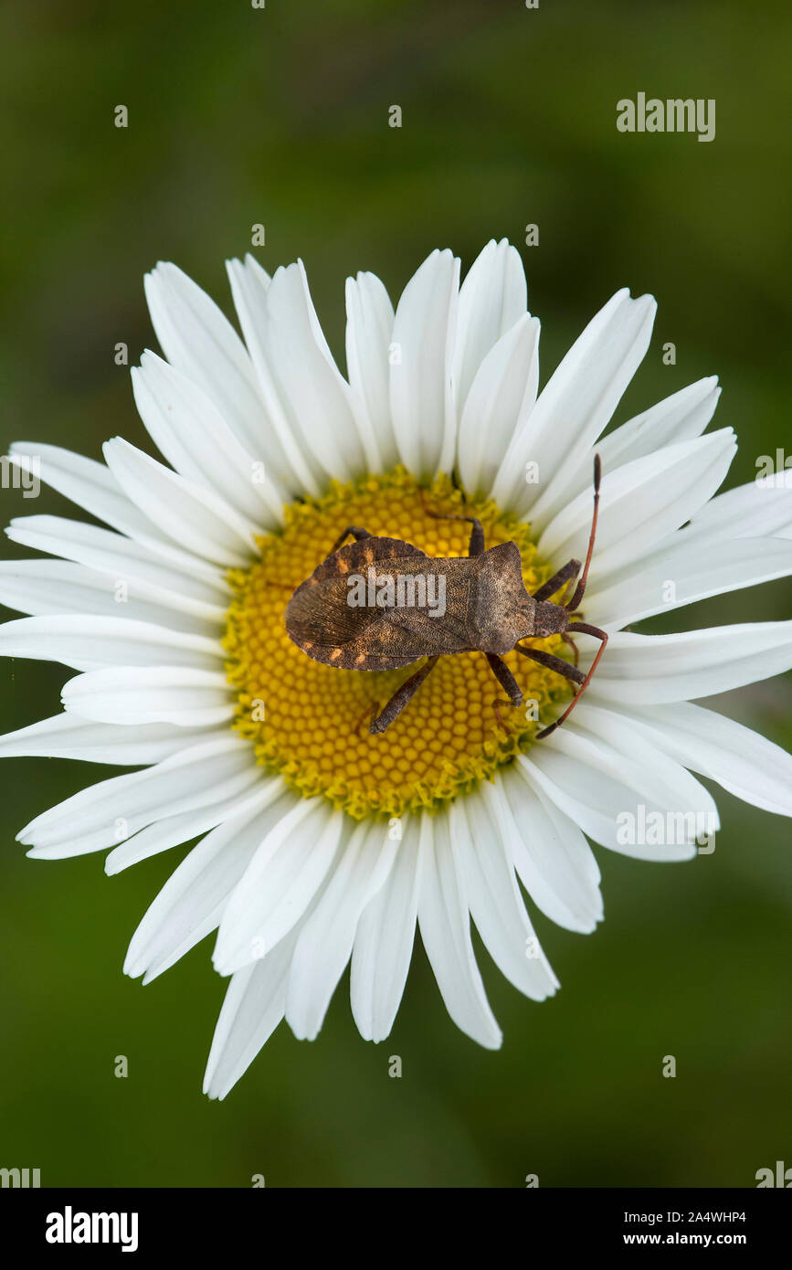 Brown, Bug Shield Coreus marginatus, sur Oxyeye Daisy flower, squash bug, Lydden Temple Ewell, Kent Wildlife Trust, Royaume-Uni Banque D'Images
