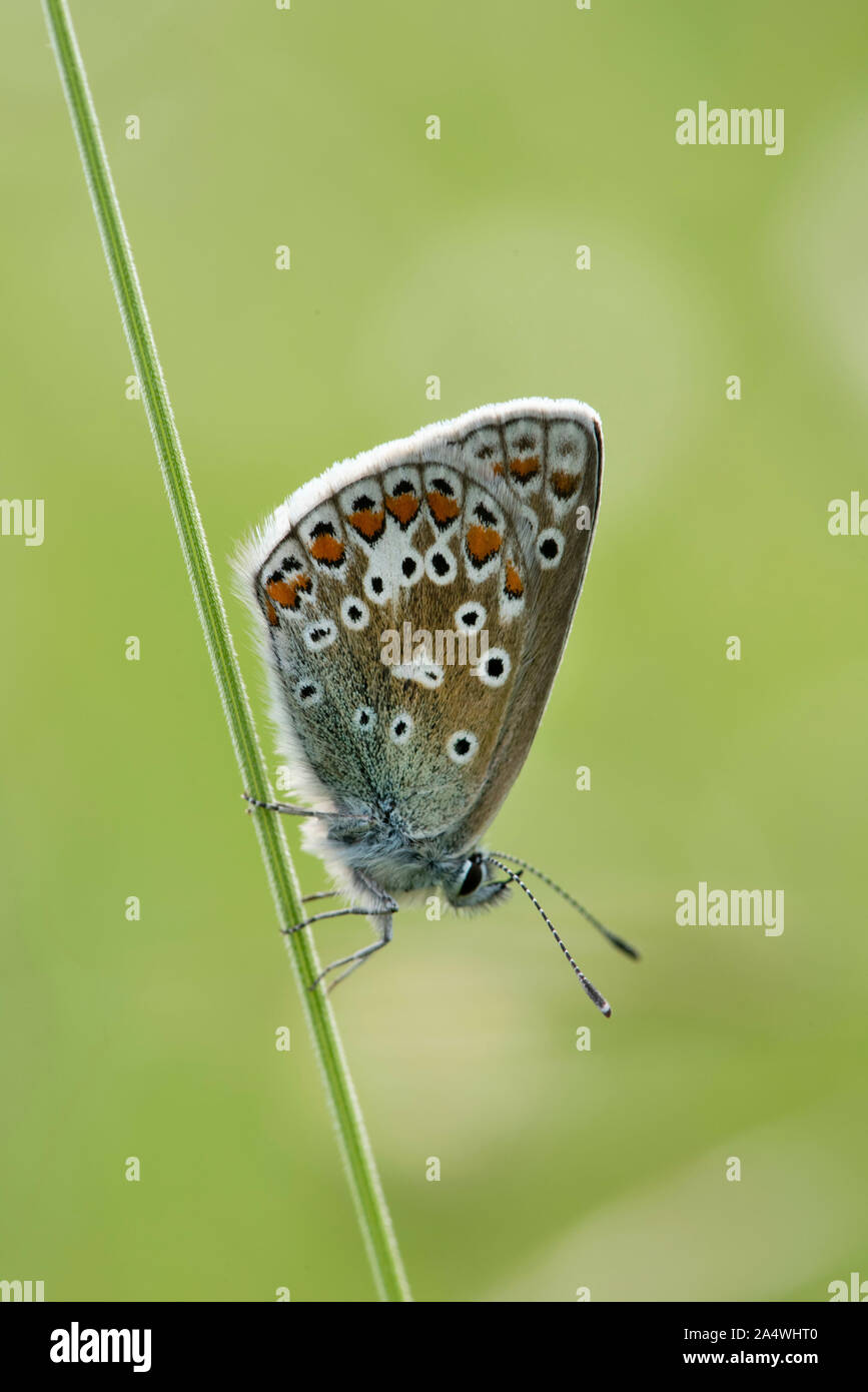 Papillon Bleu commun, Polyommatus icarus, homme, Lydden Temple Ewell, Kent Wildlife Trust, Royaume-Uni, reposant sur l'herbe, face inférieure des ailes Banque D'Images