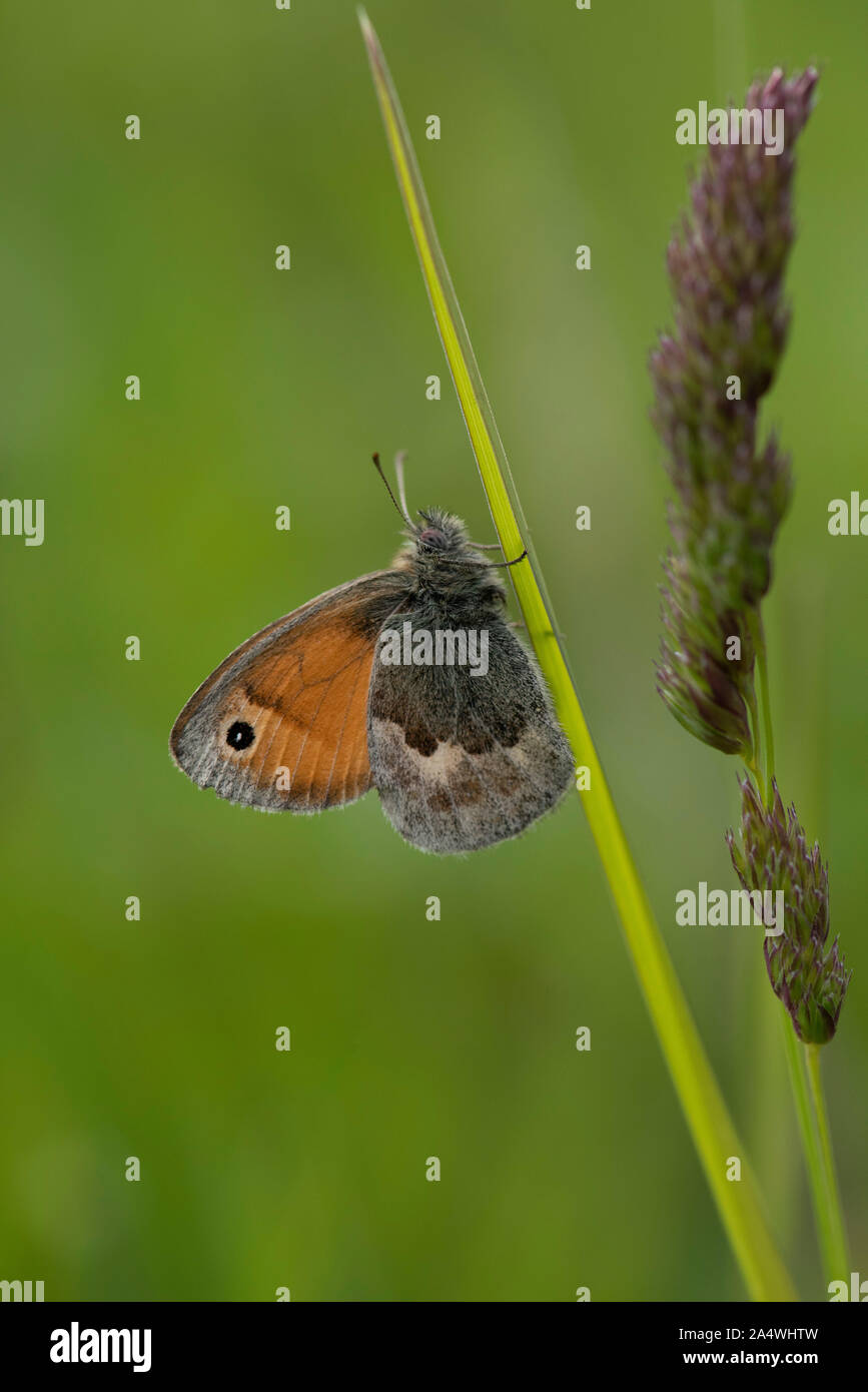 Meadow Brown, Papillon Maniola jurtina, Lydden Temple Ewell, Kent Wildlife Trust, Royaume-Uni reposant sur l'herbe, face inférieure des ailes Banque D'Images