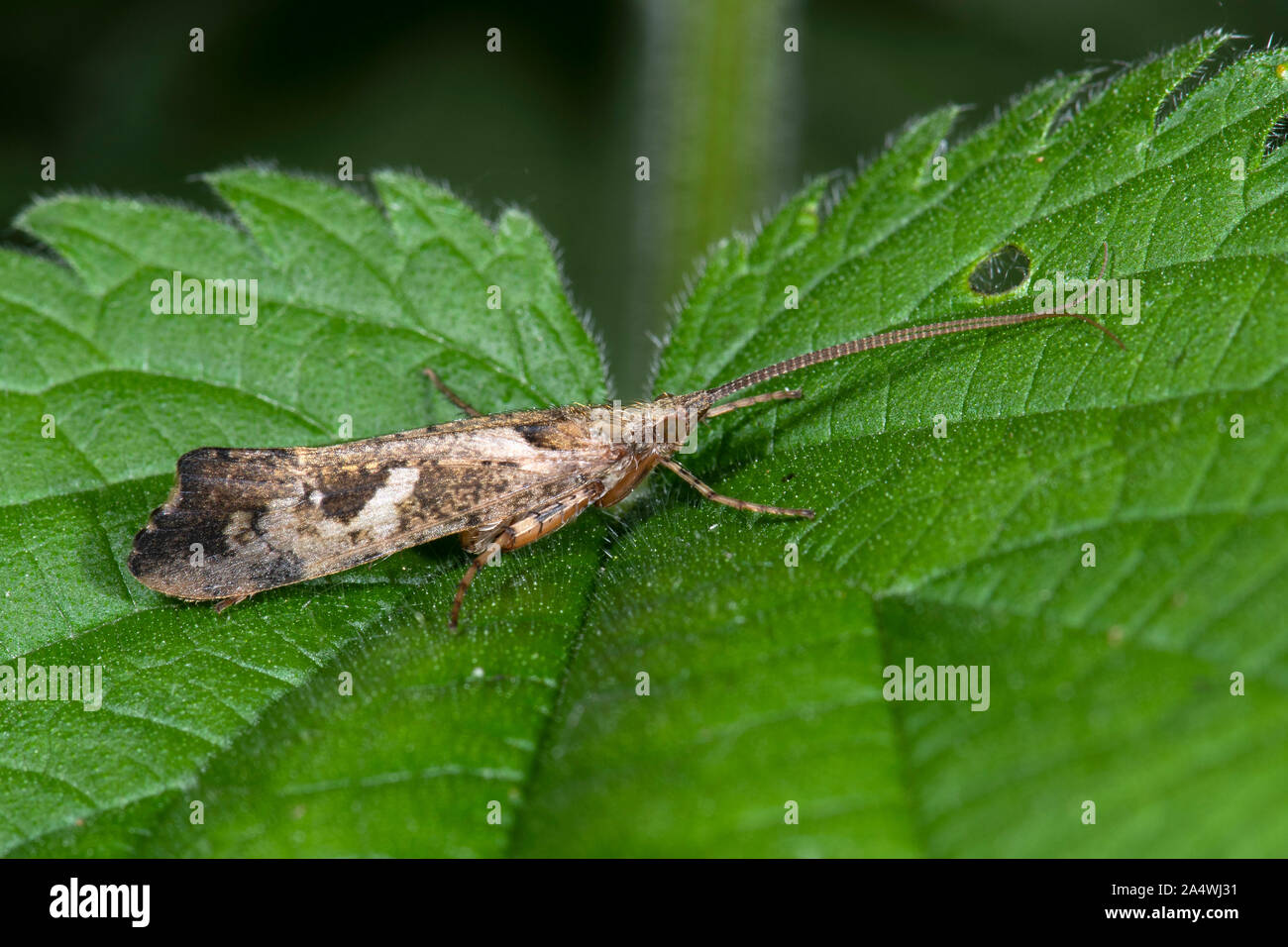 Adultes, de phryganes, l'ordre des trichoptères, Stodmarsh Nature Reserve, Kent UK Banque D'Images