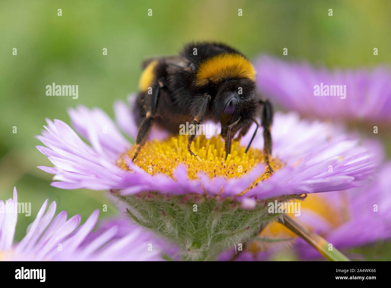 White Tailed bumblebee, Bombus lucorum, Sandwich, Kent UK, le nectar de fleurs, Hottentot fig-Carpobrotus edulis Banque D'Images