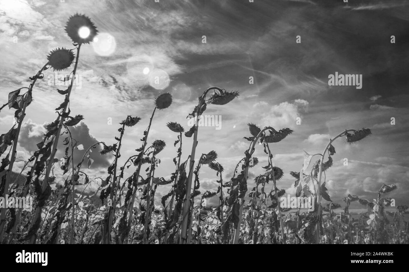 Libre de mûres séchées Tournesol, champ de tournesol dans la France rurale au début de l'automne, effet de filtre infrarouge Banque D'Images