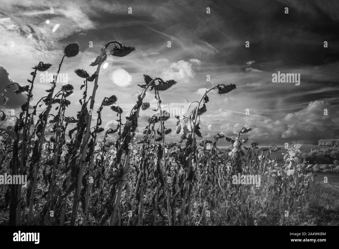 Libre de mûres séchées Tournesol, champ de tournesol dans la France rurale au début de l'automne, effet de filtre infrarouge Banque D'Images