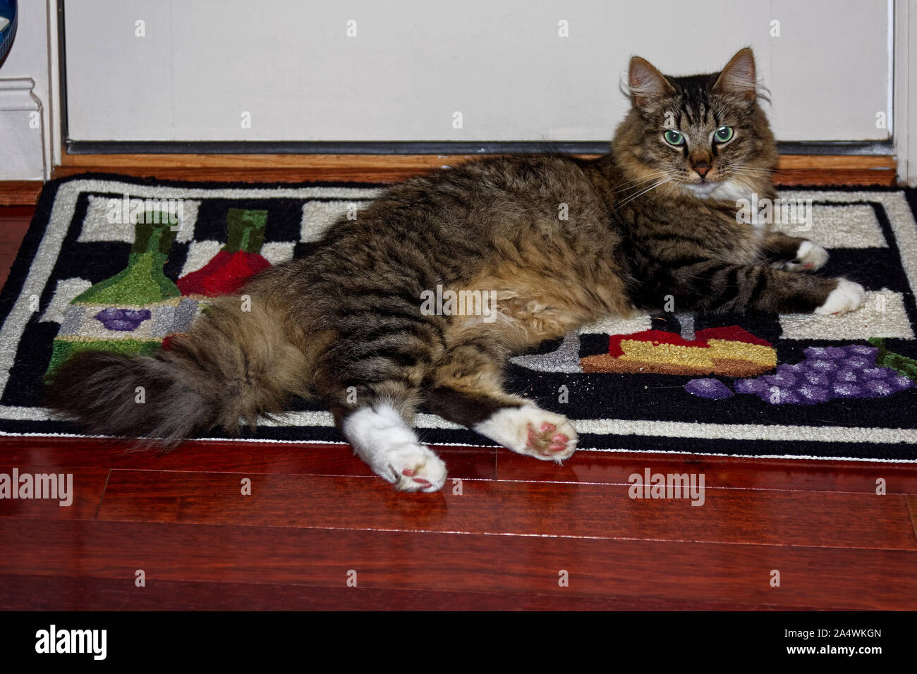 Cheveux longs cat ; portrait, beau, tapis au crochet, queue touffue, félin, animal ; animal ; communication ; horizontal Banque D'Images