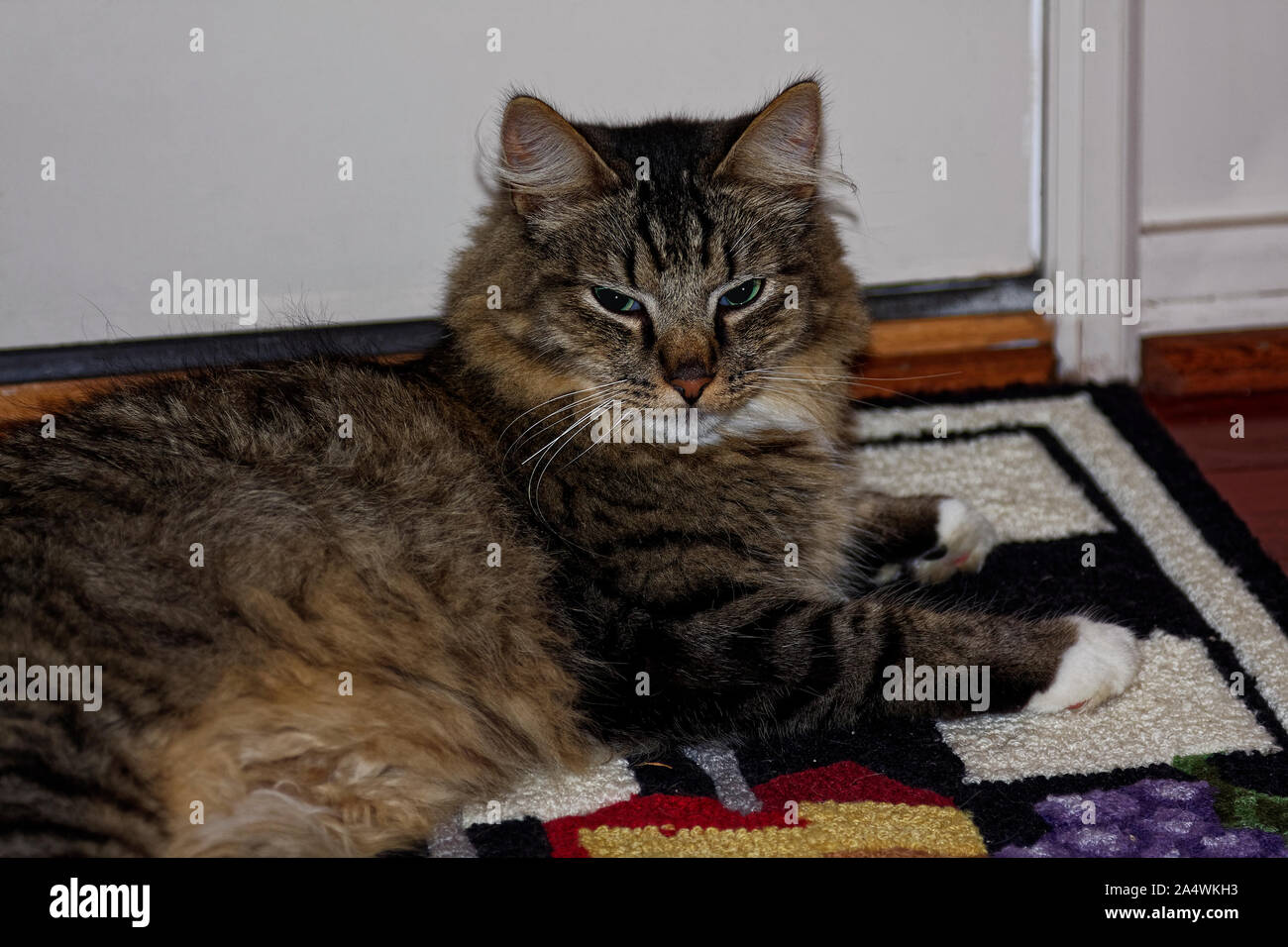 Cheveux longs cat ; portrait, beau, tapis au crochet, queue touffue, oreilles, félin, animal ; animal ; communication ; horizontal Banque D'Images