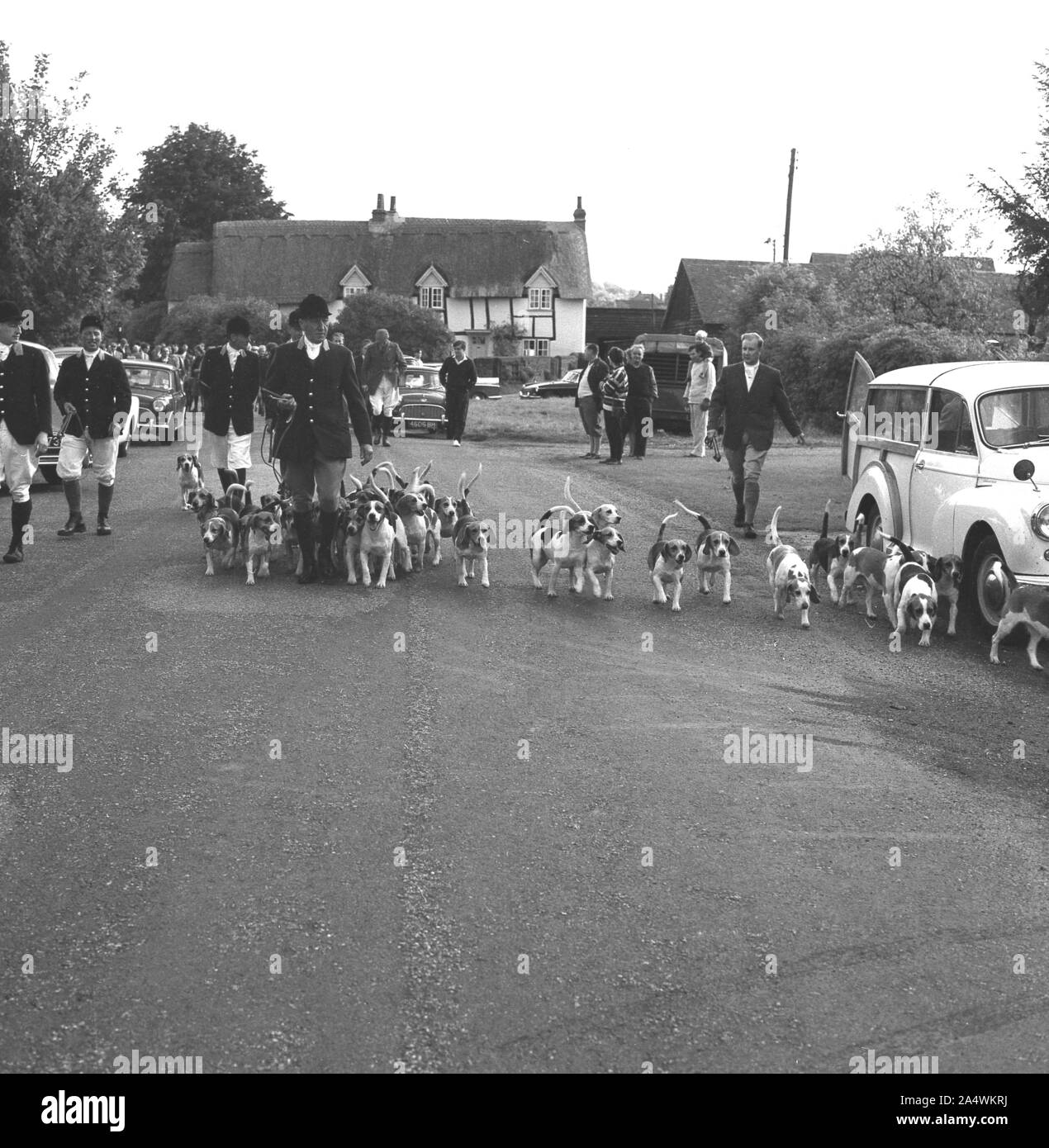 Années 1960, historiques, maîtres de chasse avec meute de chiens, beagle, marchant le long d'une route de campagne près de la maison publique Harrow, Bishopstone, Angleterre, Royaume-Uni. Banque D'Images Années 1960, historiques, maîtres de chasse avec meute de chiens, beagle, marchant le long d'une route de campagne près de la maison publique Harrow, Bishopstone, Angleterre, Royaume-Uni. Banque D'Images