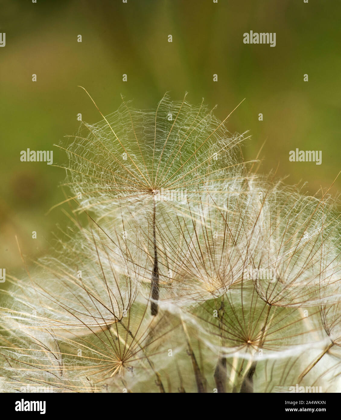 La tête du cric de fructification aller au lit à midi, Tragopogon pratensis, Lullingstone Country Park, Kent UK Banque D'Images
