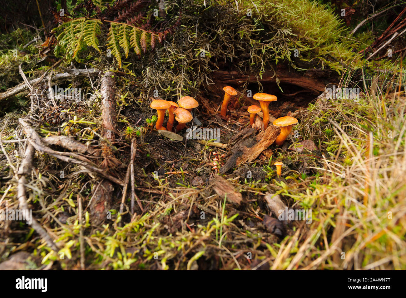 Faux Les Chanterelles ou Hygrophoropsis aurantiaca fructification une saprophagic légèrement les champignons vénéneux qui se nourrit de bois pourri Banque D'Images