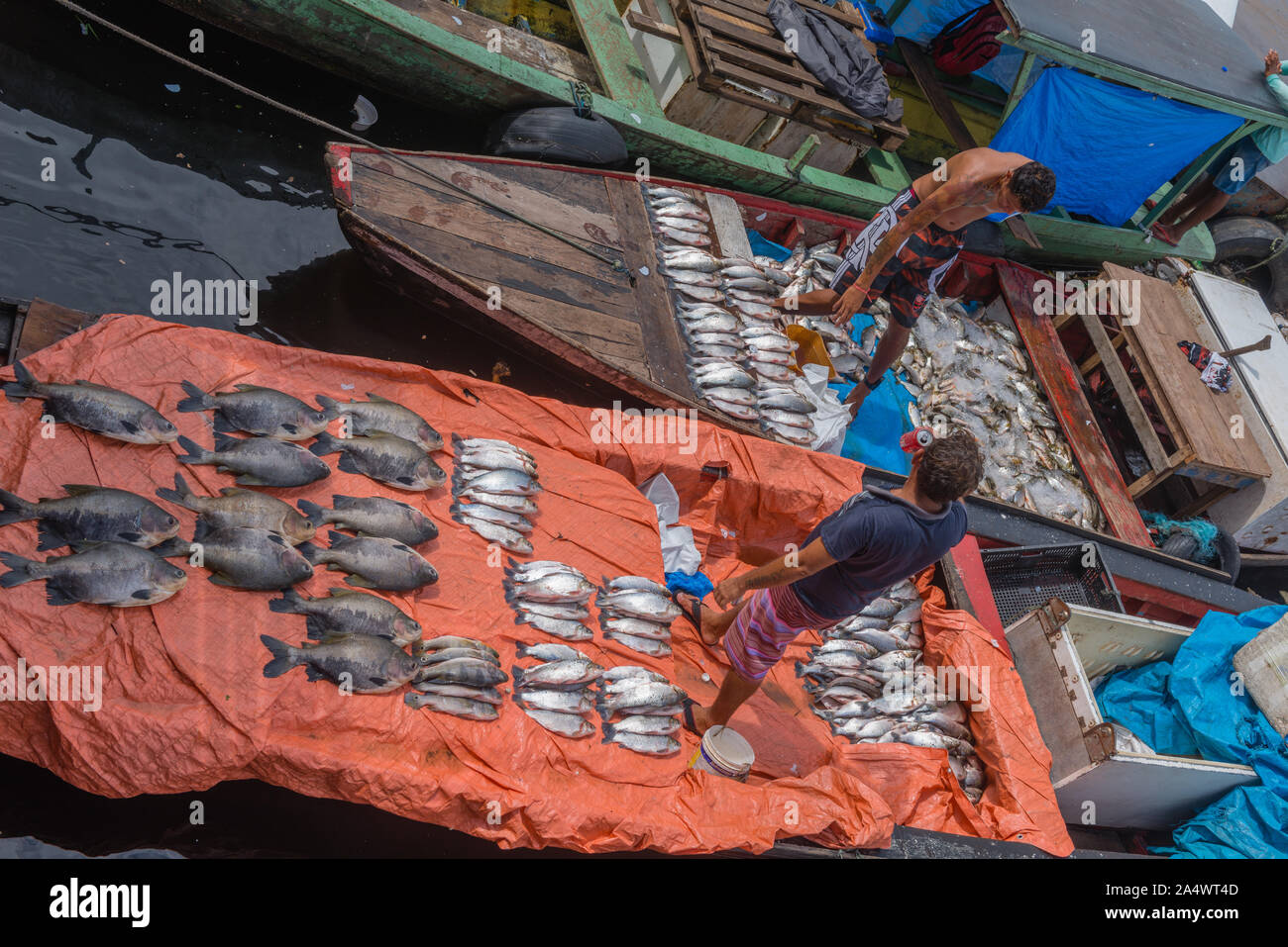 La pêche à chabor à Porto Flutante ou port flottant, ouvert les bateaux de pêche avec les propriétaires de vendre du poisson frais, Manaus, l'Amazone, Brésil, Amérique Latine Banque D'Images