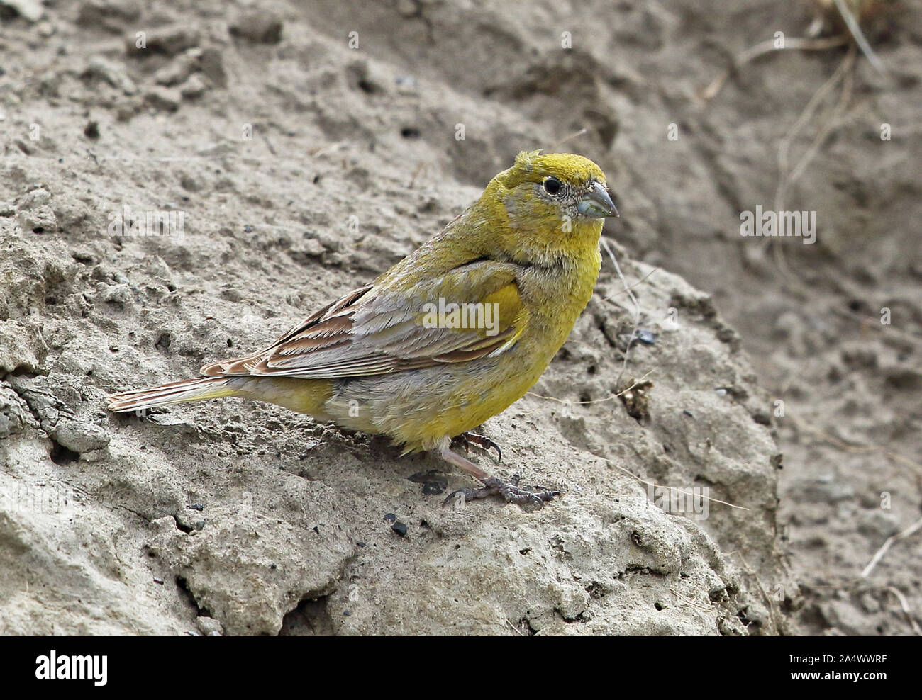 Jaune de Patagonie-finch (Sicalis lebruni) mâle adulte debout sur la terre Banque mondiale La Terre de Feu, Chili Janvier Banque D'Images