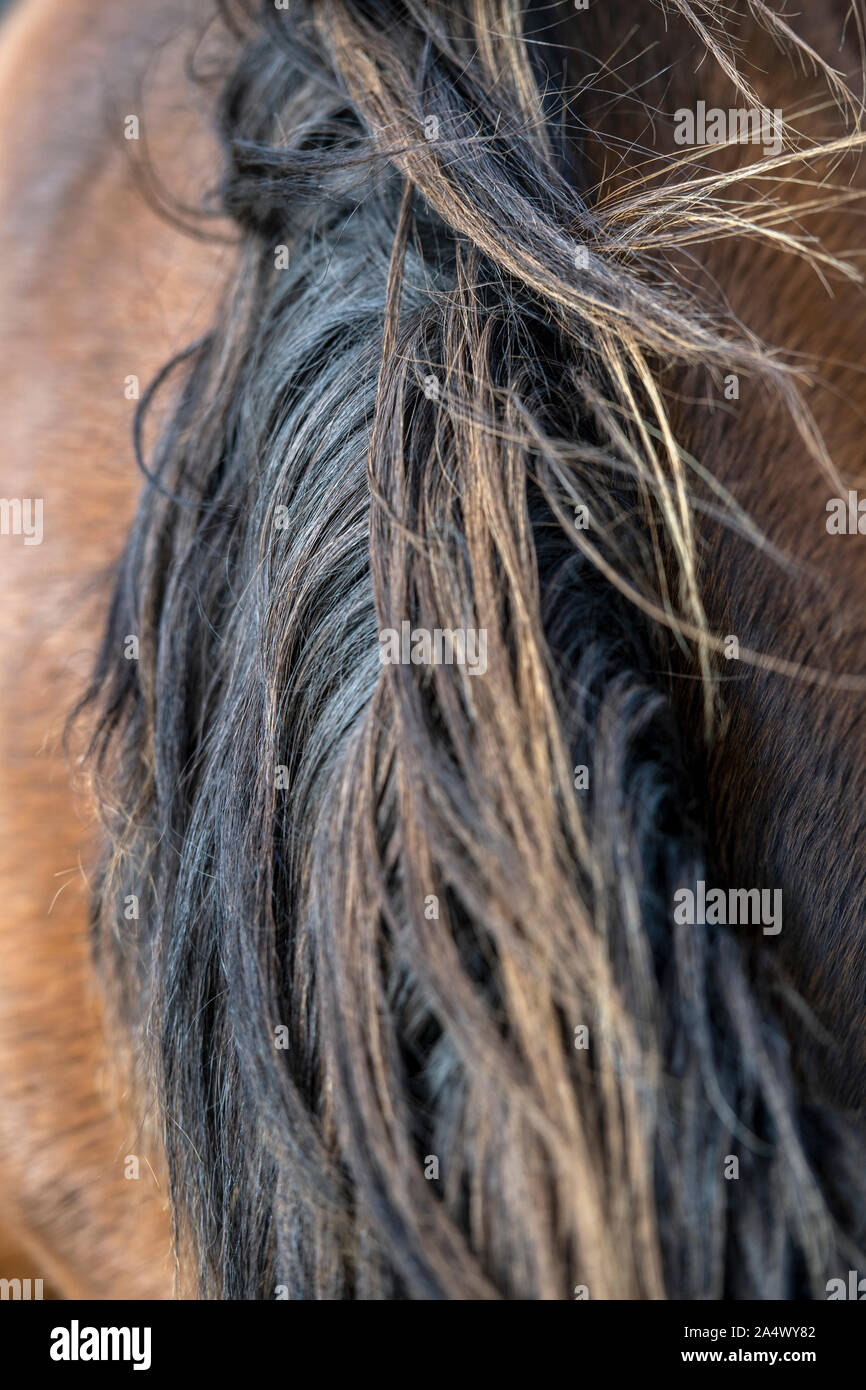 Close-up of a Horse's mane Banque D'Images