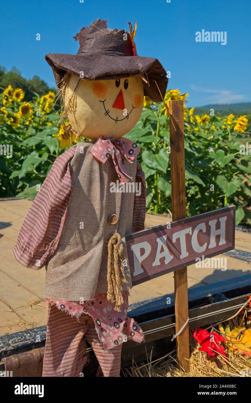 Un mignon heureux épouvantail avec un signe et décorations d'automne devant un champ de tournesol en automne Banque D'Images