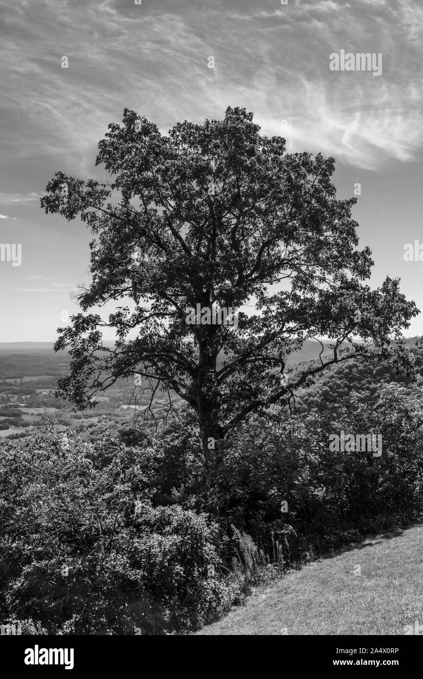 Bel Arbre donnant sur Devil's backbone, Blue Ridge Parkway, Virginie. - Noir et Blanc Banque D'Images