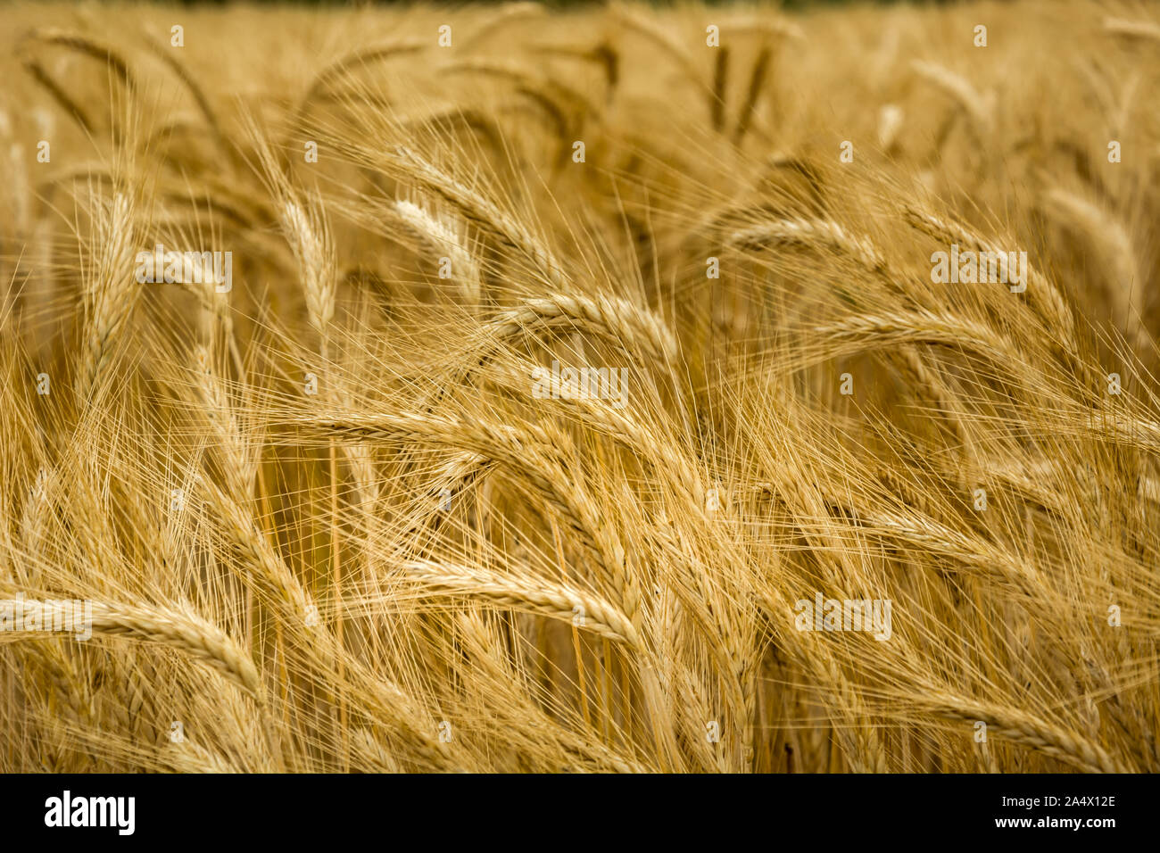 Close-up de tomber les oreilles de champ de triticale d'or Banque D'Images