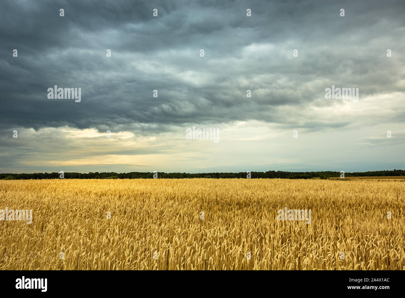Champ de blé d'or, l'horizon et les nuages gris dans le ciel Banque D'Images