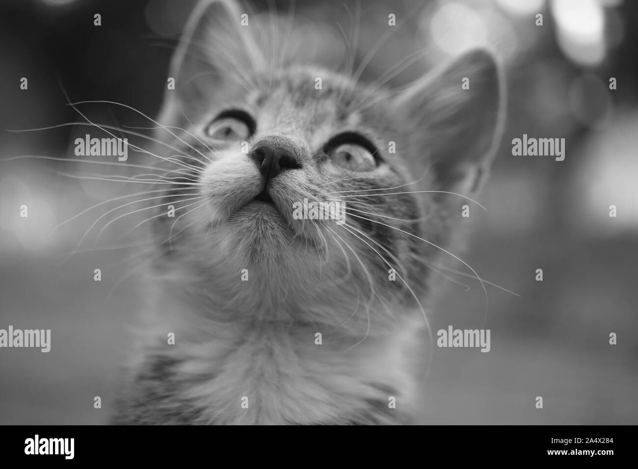 Tres Mignon Chaton Est A La Recherche D Interet Macro Portrait D Un Chat Photo En Noir Et Blanc Photo Stock Alamy