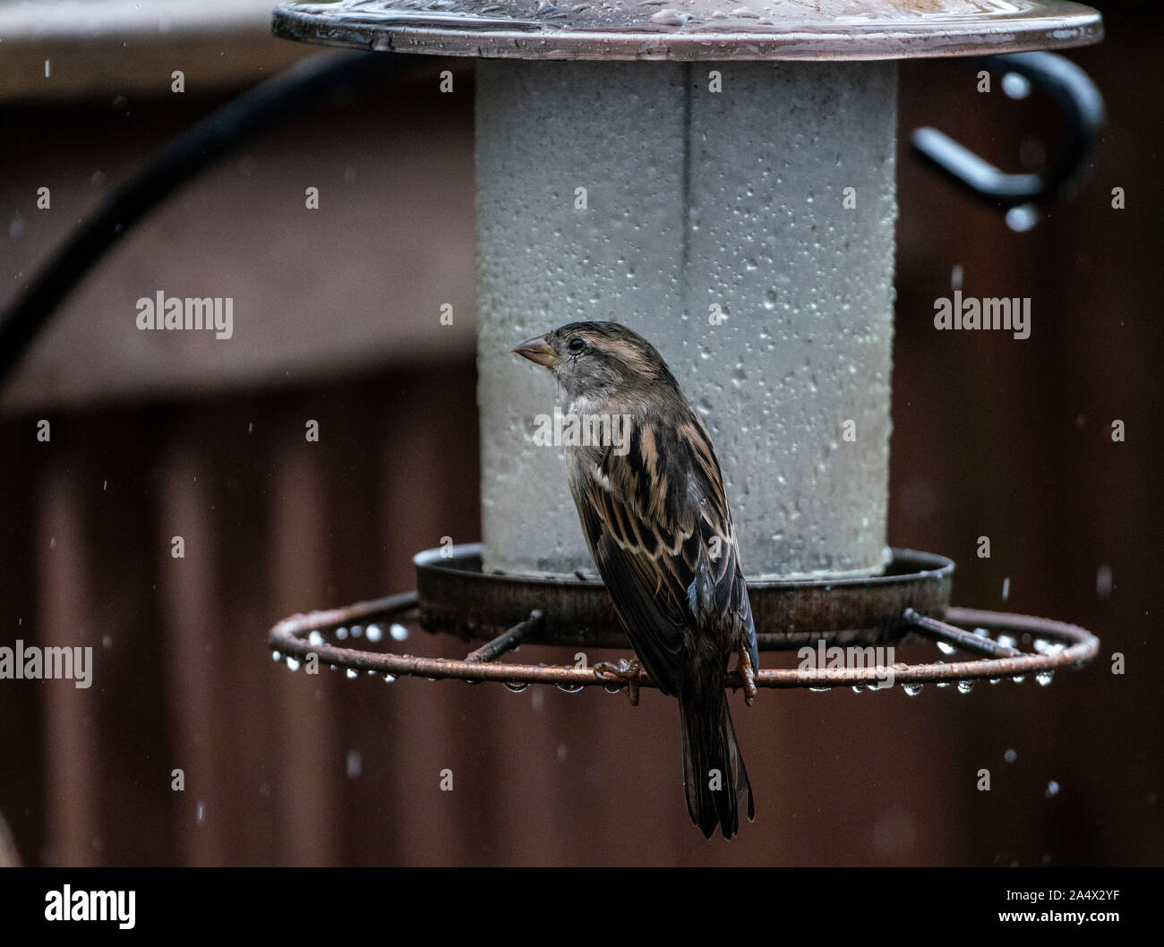 Un petit oiseau Banque D'Images