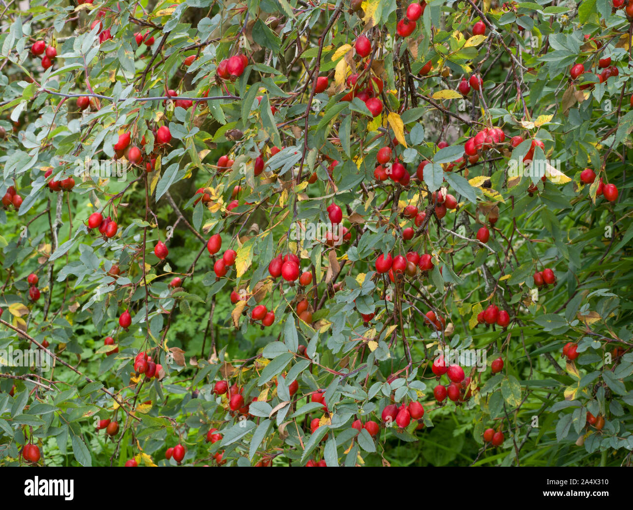 Rose, Rosa rubrifolia espèces, les hanches en automne. Worcestershire, Royaume-Uni. Banque D'Images