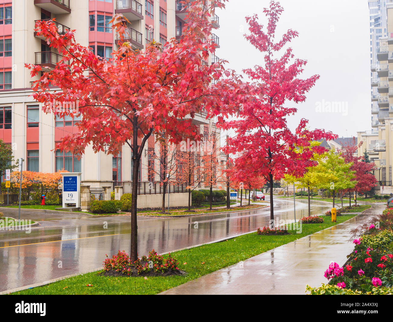 Wet city road et lire les feuilles des arbres d'érable à sucre sur un jour de pluie dans la région de North York. Banque D'Images