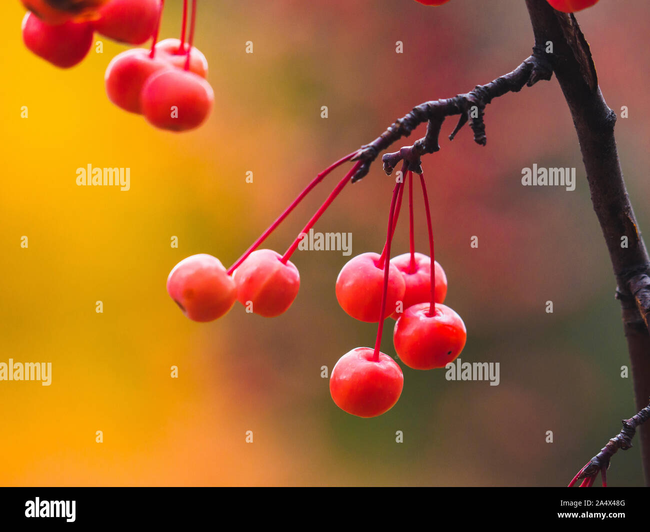 Petits fruits rouges de crabe chinois pendaison apple des branches en automne. Banque D'Images