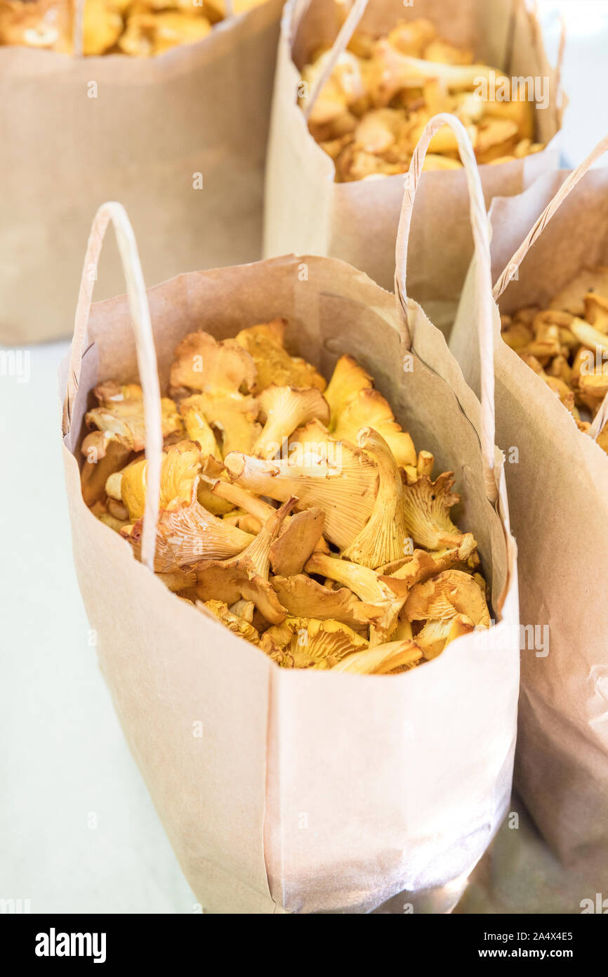 Un sac de papier rempli de jaune d or delicious fresh chanterelles. Il y a quelques autres paperbags avec des champignons dans le bac Banque D'Images