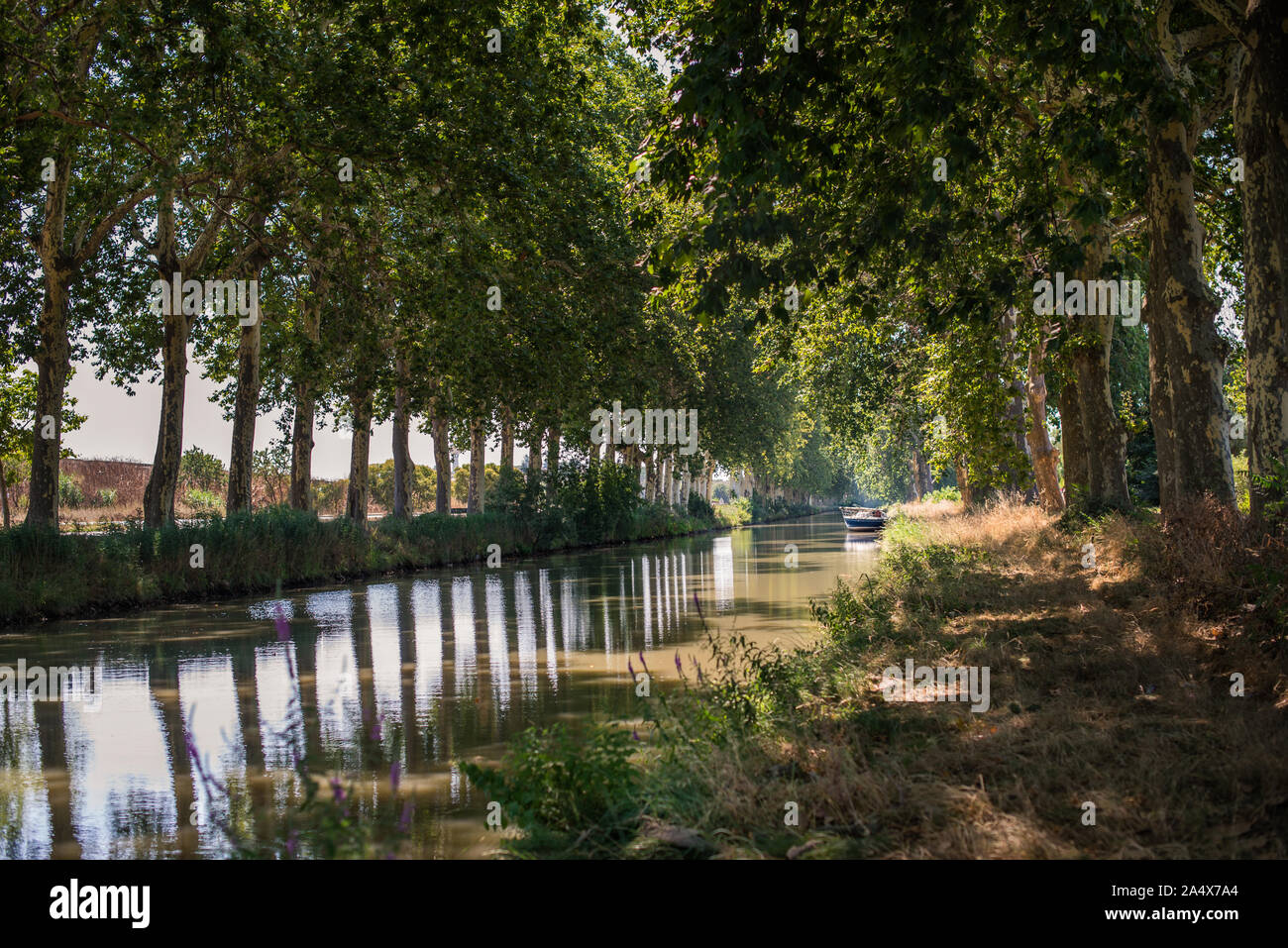 Bateau sur canal bordé d'arbres du Midi dans le sud de la France Banque D'Images