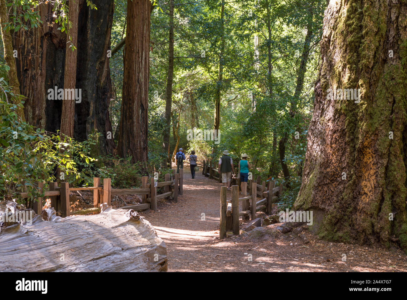 Big Basin Redwoods State Park. Le comté de Santa Cruz, en Californie Photo  Stock - Alamy