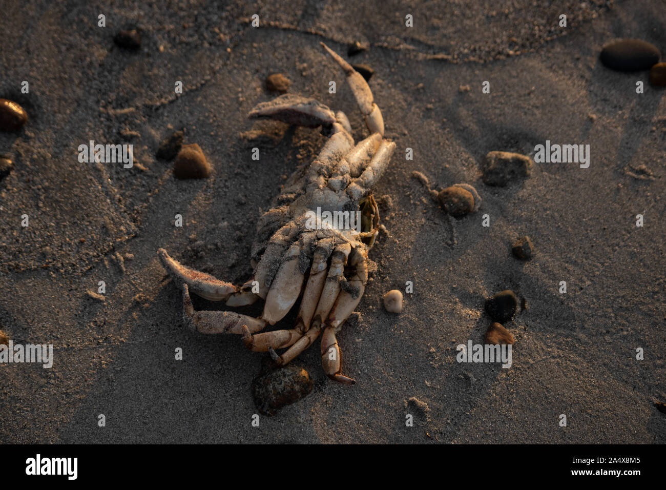 Coquille de crabe sur la plage au lever du soleil Banque D'Images