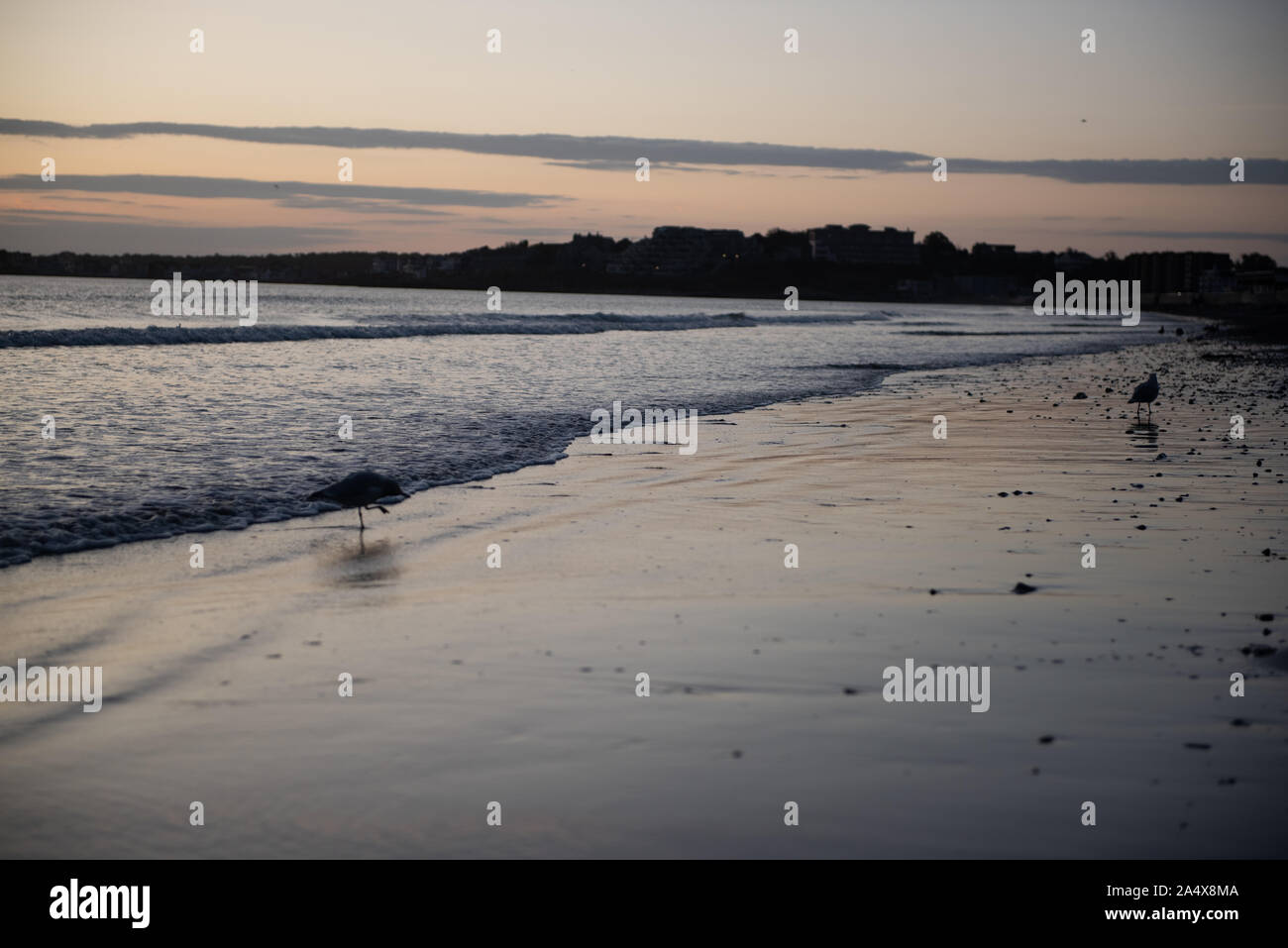 Mouettes sur la plage au lever du soleil Banque D'Images