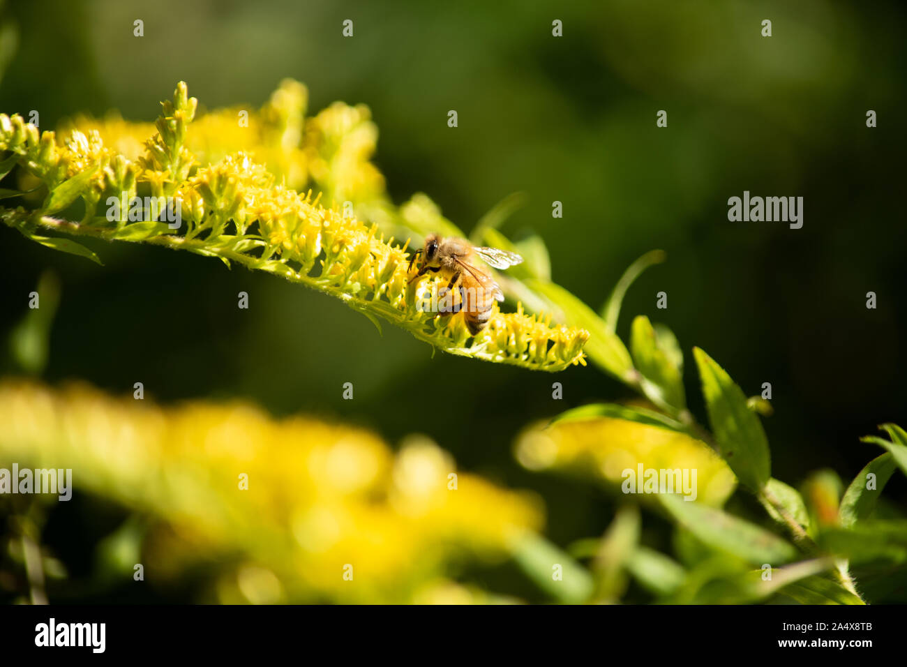 Bee pollen pour élimine Banque D'Images