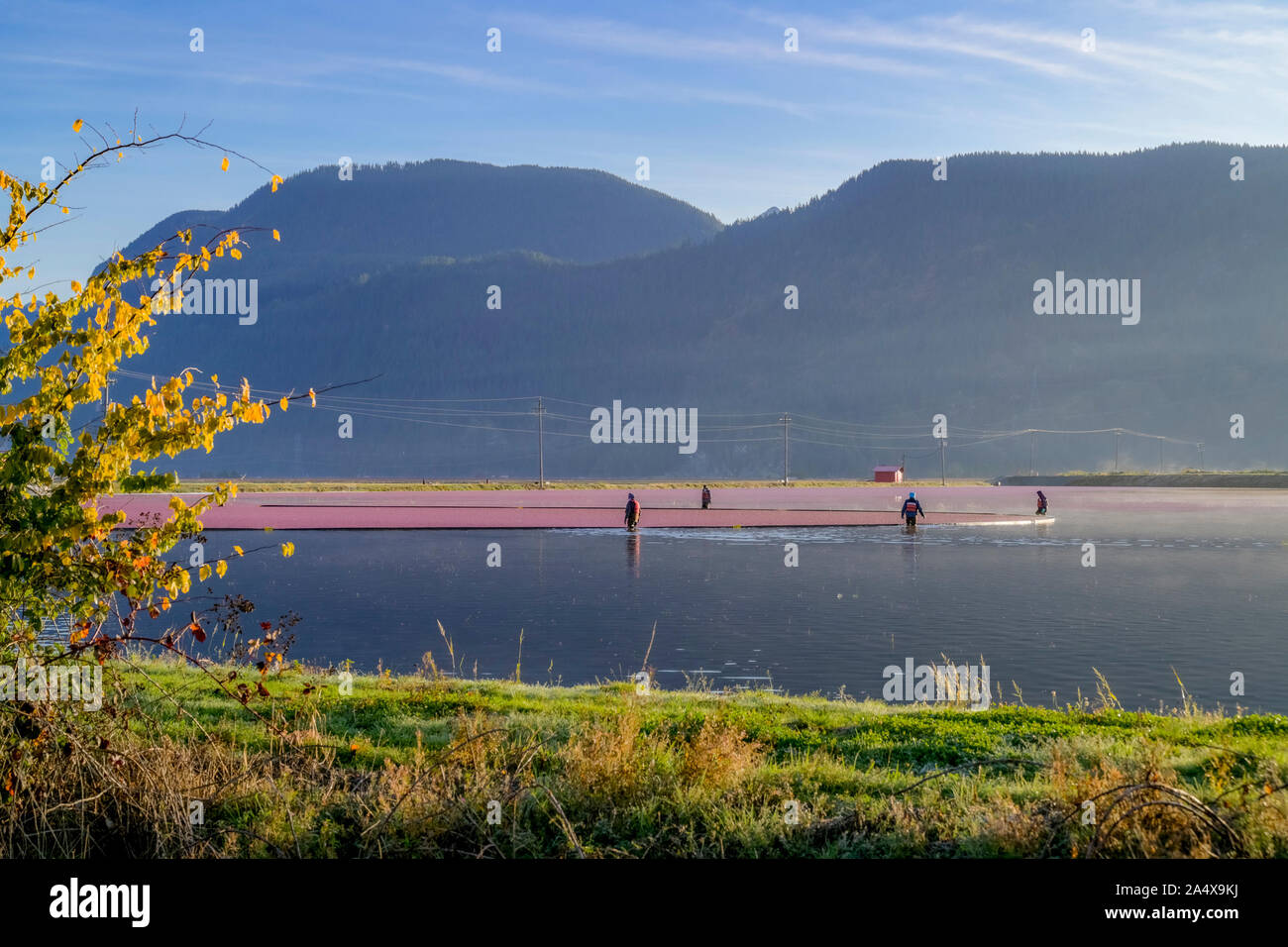 La récolte de la canneberge, Pitt Meadows, Colombie-Britannique, Canada Banque D'Images