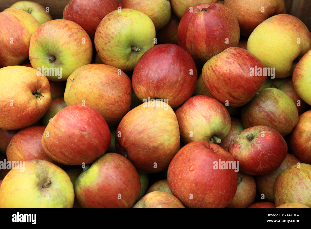 La pomme 'Cox Queen', manger des pommes, des pommes, de la saine alimentation, Malus domestica Banque D'Images