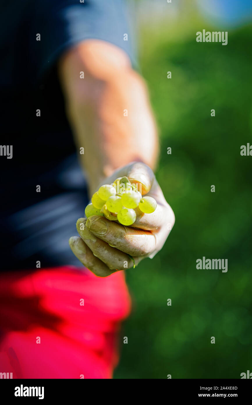 Main de l'agriculteur détenant des raisins blancs à part vineyard Banque D'Images