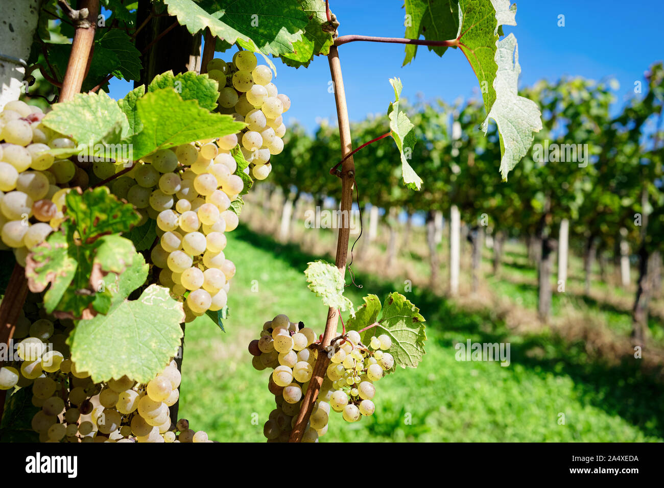 Raisins blancs avec des feuilles de vigne en été de plus en plus Banque D'Images