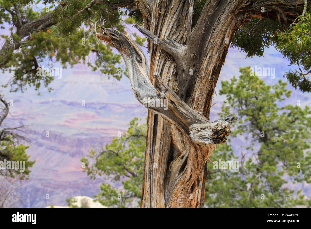 Grand Canyon Banque D'Images