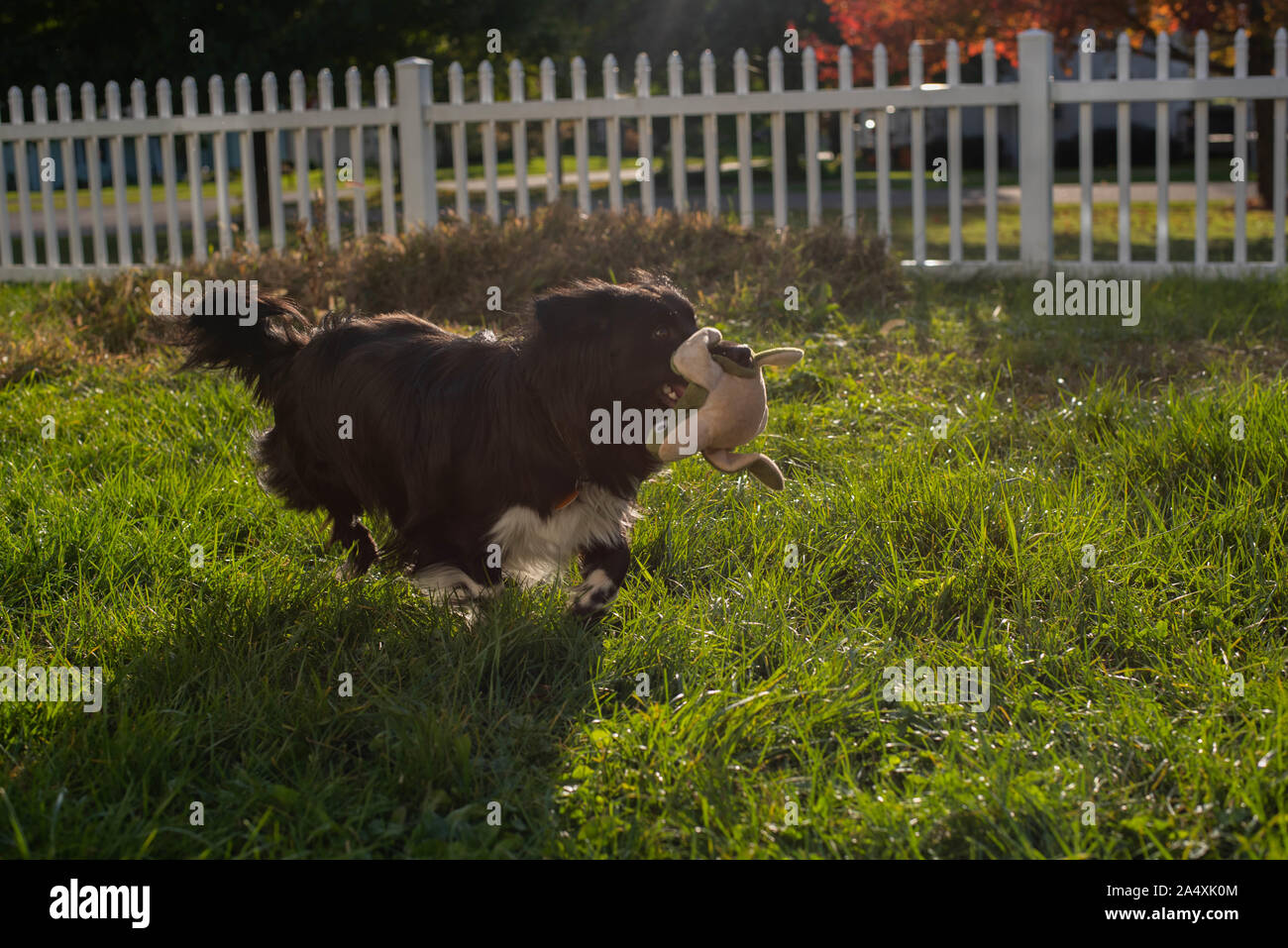 Une cockapoo Shetland Sheepdog mix fonctionne avec un chien jouet dans une arrière-cour. Banque D'Images