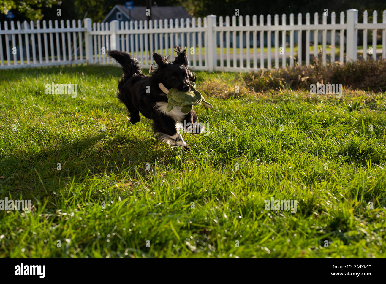 Une cockapoo Shetland Sheepdog mix fonctionne avec un chien jouet dans une arrière-cour. Banque D'Images