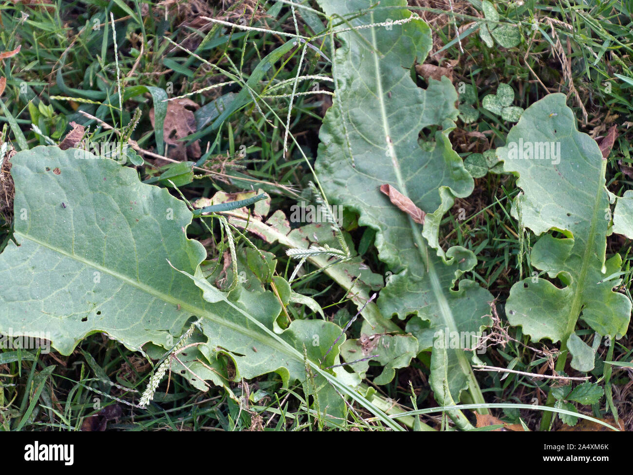 De près de l'oseille comestible des feuilles d'une plante qui pousse à l'état sauvage dans l'herbe sous le soleil d'après-midi d'été Banque D'Images